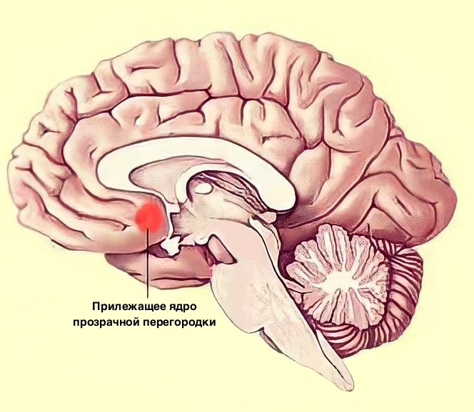 Расположение прилежащего ядра прозрачной перегородки
